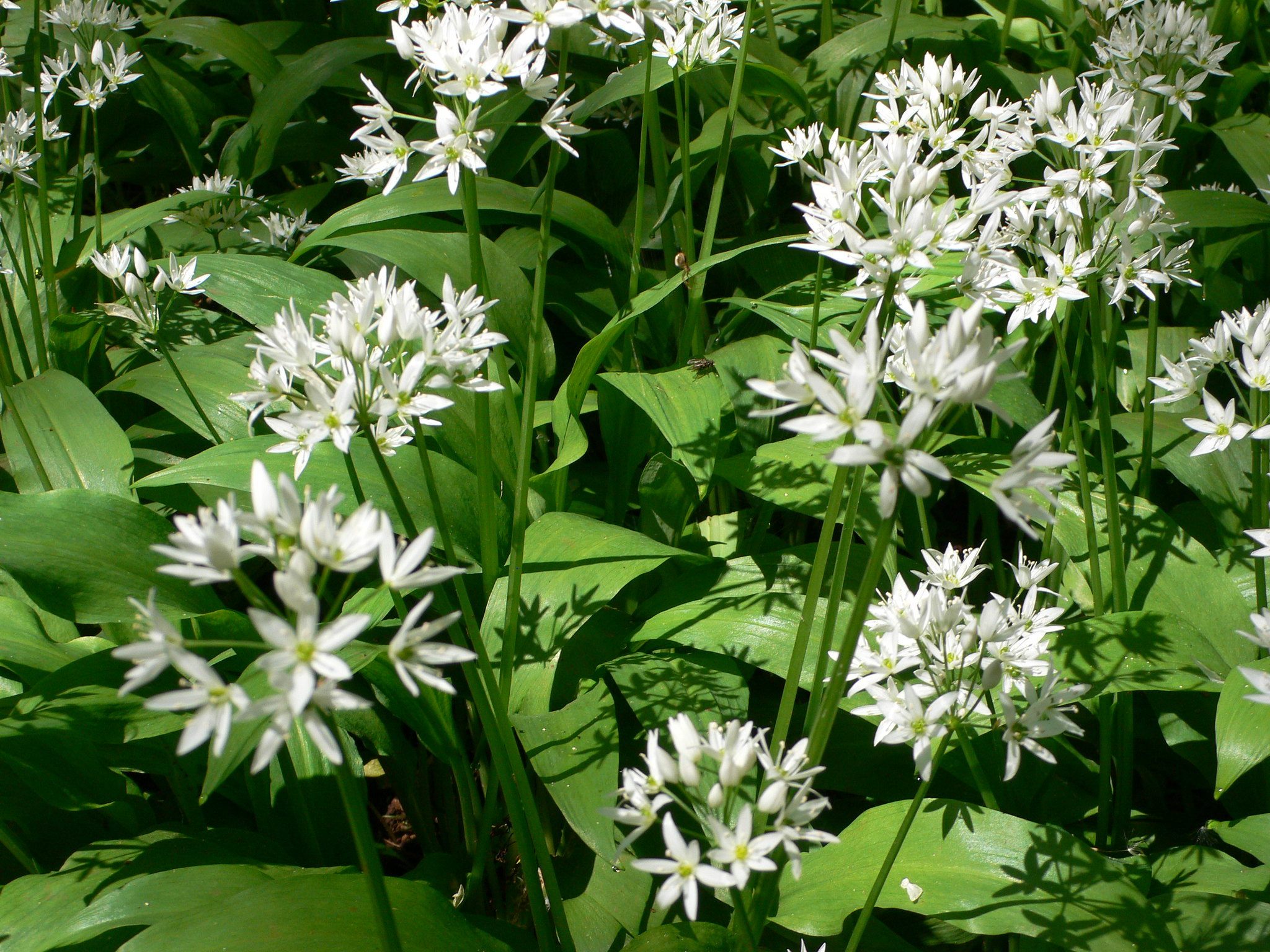 Wild Garlic in Bristol - a walk in the woods | Heather on her travels